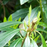 Rhododendron